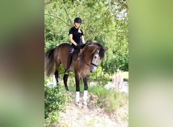 PRE Mestizo, Caballo castrado, 5 años, 164 cm, Tordo