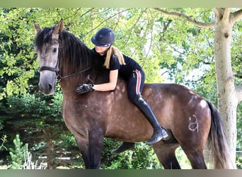 PRE Mestizo, Caballo castrado, 5 años, 164 cm, Tordo