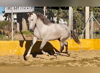 PRE Mestizo, Caballo castrado, 5 años, 164 cm, Tordo rodado