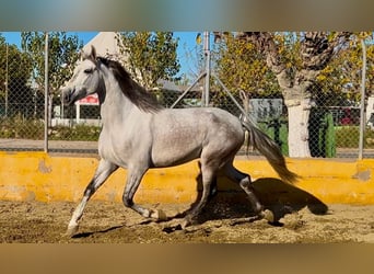 PRE Mestizo, Caballo castrado, 5 años, 164 cm, Tordo rodado