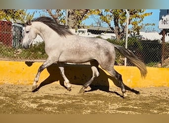 PRE Mestizo, Caballo castrado, 5 años, 164 cm, Tordo rodado