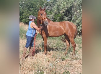 PRE, Caballo castrado, 5 años, 165 cm, Alazán