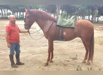 PRE, Caballo castrado, 5 años, 165 cm, Alazán