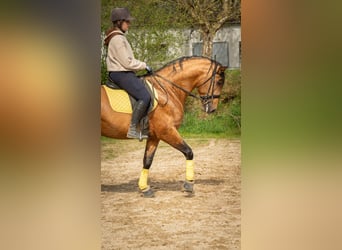 PRE, Caballo castrado, 5 años, 165 cm, Buckskin/Bayo