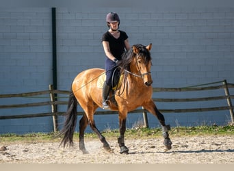 PRE, Caballo castrado, 5 años, 165 cm, Buckskin/Bayo