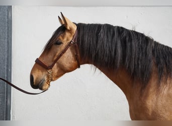 PRE, Caballo castrado, 5 años, 165 cm, Buckskin/Bayo