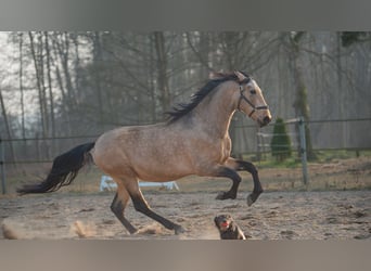 PRE Mestizo, Caballo castrado, 5 años, 165 cm, Buckskin/Bayo
