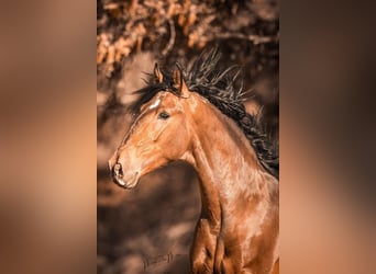 PRE Mestizo, Caballo castrado, 5 años, 165 cm, Castaño