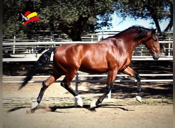 PRE Mestizo, Caballo castrado, 5 años, 165 cm, Castaño