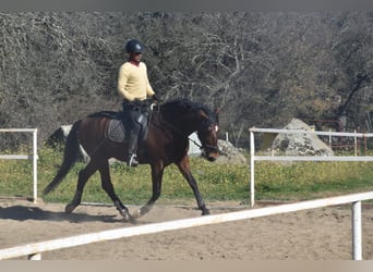 PRE, Caballo castrado, 5 años, 165 cm, Castaño