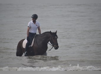 PRE, Caballo castrado, 5 años, 165 cm, Castaño