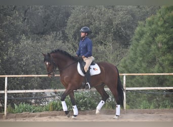 PRE, Caballo castrado, 5 años, 165 cm, Castaño