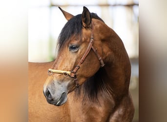 PRE, Caballo castrado, 5 años, 165 cm, Castaño claro