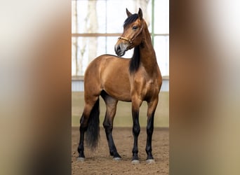 PRE, Caballo castrado, 5 años, 165 cm, Castaño claro