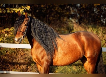 PRE, Caballo castrado, 5 años, 165 cm, Castaño