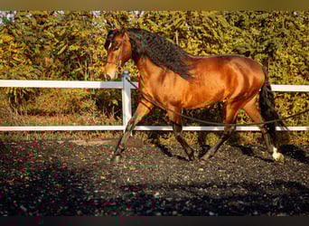 PRE, Caballo castrado, 5 años, 165 cm, Castaño