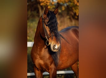 PRE, Caballo castrado, 5 años, 165 cm, Castaño