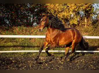 PRE, Caballo castrado, 5 años, 165 cm, Castaño