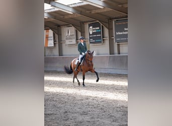 PRE Mestizo, Caballo castrado, 5 años, 165 cm, Castaño oscuro