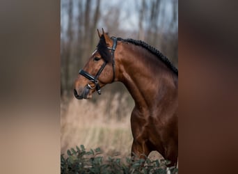 PRE Mestizo, Caballo castrado, 5 años, 165 cm, Castaño oscuro