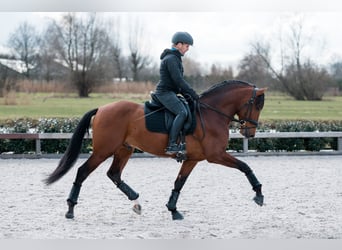 PRE Mestizo, Caballo castrado, 5 años, 165 cm, Castaño oscuro