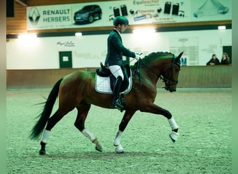 PRE Mestizo, Caballo castrado, 5 años, 165 cm, Castaño oscuro