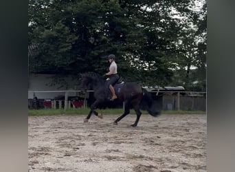 PRE Mestizo, Caballo castrado, 5 años, 165 cm, Morcillo