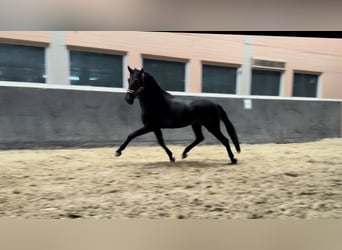 PRE Mestizo, Caballo castrado, 5 años, 165 cm, Morcillo