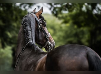 PRE Mestizo, Caballo castrado, 5 años, 165 cm, Morcillo