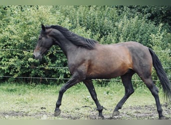 PRE, Caballo castrado, 5 años, 165 cm, Morcillo