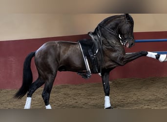 PRE, Caballo castrado, 5 años, 165 cm, Negro