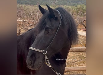 PRE Mestizo, Caballo castrado, 5 años, 165 cm, Negro