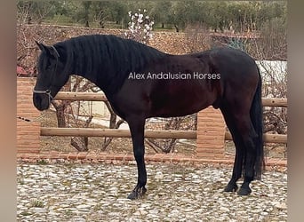 PRE Mestizo, Caballo castrado, 5 años, 165 cm, Negro