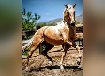 PRE Mestizo, Caballo castrado, 5 años, 165 cm, Palomino