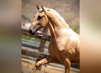 PRE Mestizo, Caballo castrado, 5 años, 165 cm, Palomino