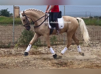 PRE Mestizo, Caballo castrado, 5 años, 165 cm, Palomino