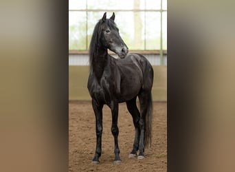 PRE Mestizo, Caballo castrado, 5 años, 165 cm, Tordillo negro