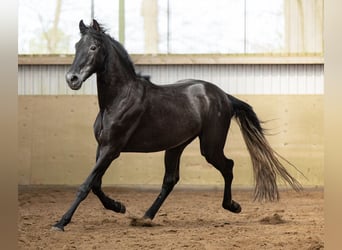 PRE Mestizo, Caballo castrado, 5 años, 165 cm, Tordillo negro