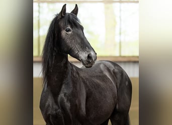 PRE Mestizo, Caballo castrado, 5 años, 165 cm, Tordillo negro