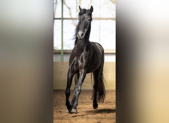 PRE Mestizo, Caballo castrado, 5 años, 165 cm, Tordillo negro