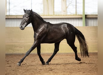 PRE Mestizo, Caballo castrado, 5 años, 165 cm, Tordillo negro