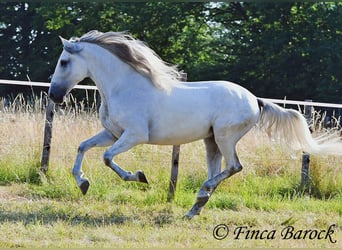 PRE Mestizo, Caballo castrado, 5 años, 165 cm, Tordo