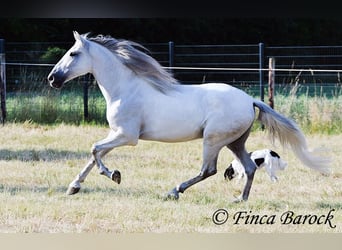 PRE Mestizo, Caballo castrado, 5 años, 165 cm, Tordo