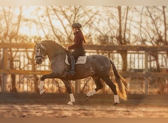 PRE Mestizo, Caballo castrado, 5 años, 165 cm, Tordo