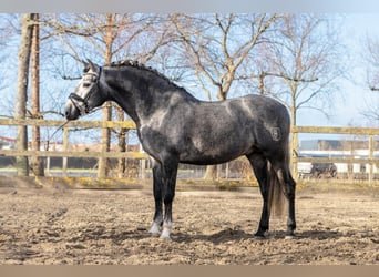 PRE Mestizo, Caballo castrado, 5 años, 165 cm, Tordo