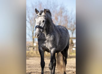 PRE Mestizo, Caballo castrado, 5 años, 165 cm, Tordo