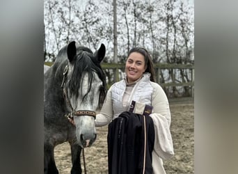 PRE Mestizo, Caballo castrado, 5 años, 165 cm, Tordo