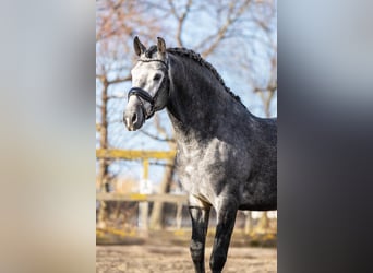 PRE Mestizo, Caballo castrado, 5 años, 165 cm, Tordo