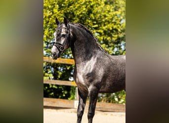 PRE Mestizo, Caballo castrado, 5 años, 165 cm, Tordo