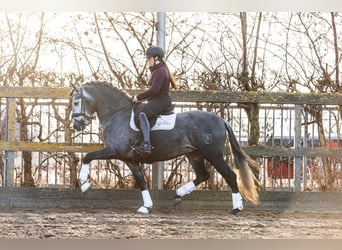 PRE Mestizo, Caballo castrado, 5 años, 165 cm, Tordo